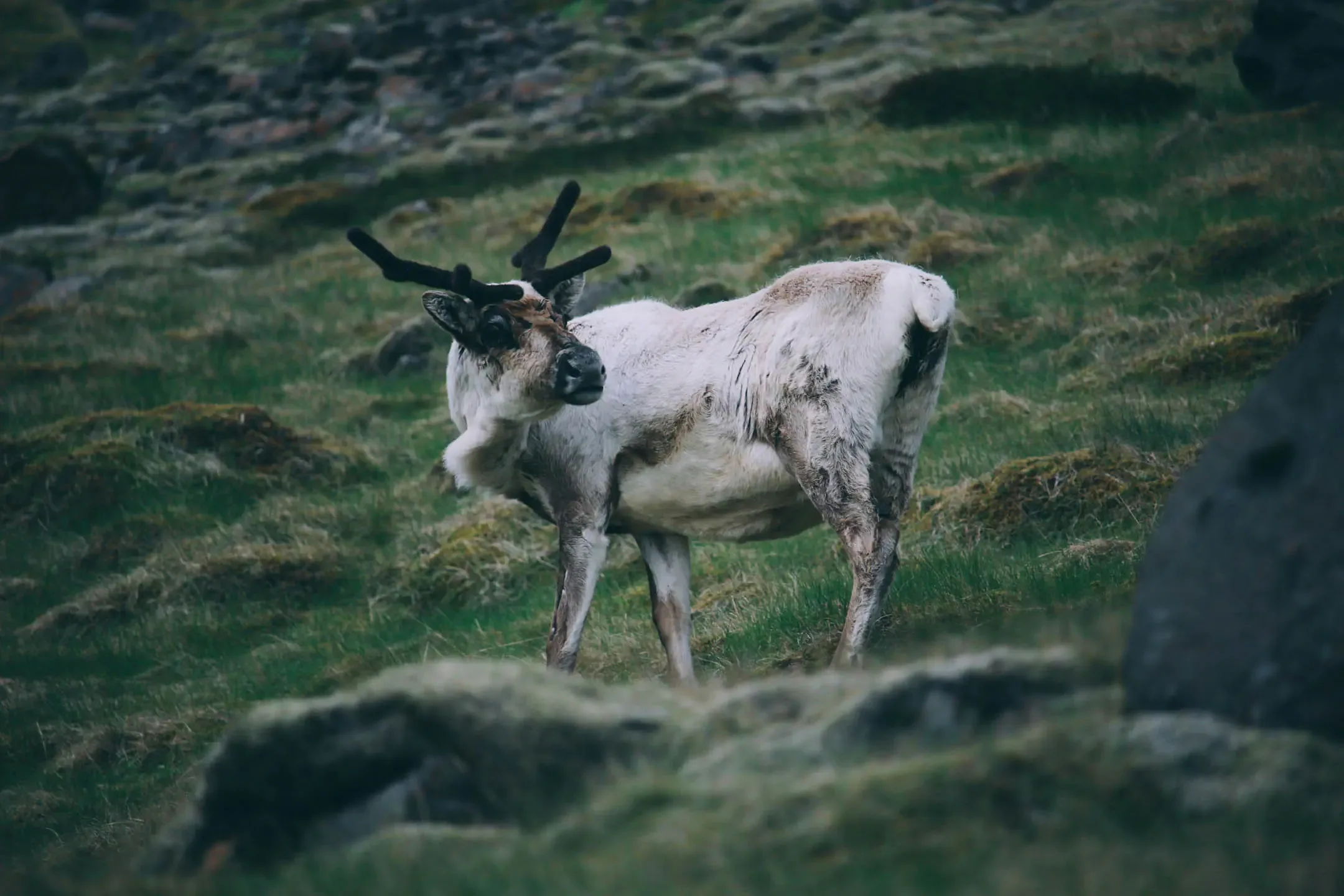 Wild reindeer in Iceland grazing in the Eastfjords, showing where reindeer in Iceland are commonly seen