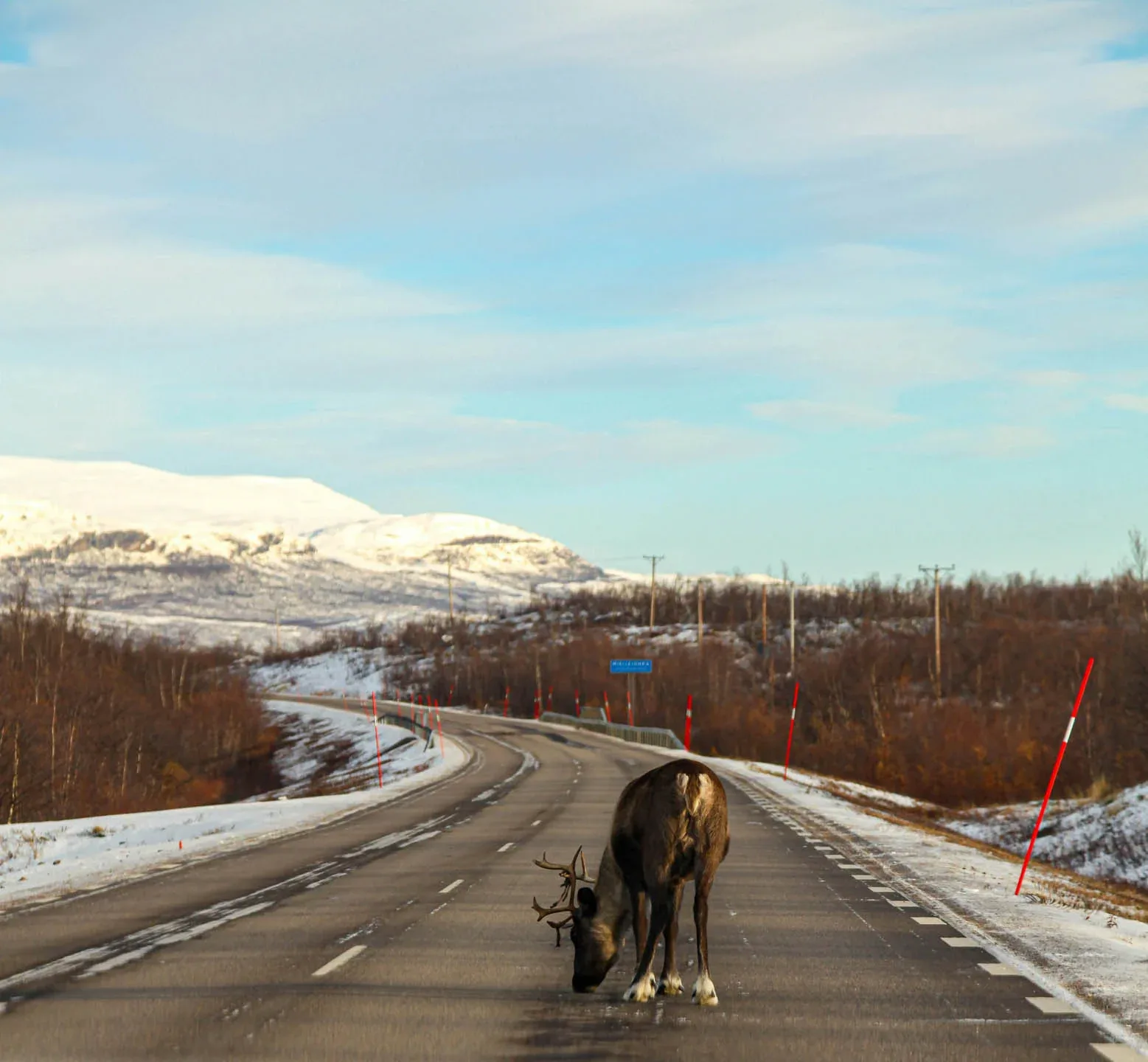Reindeer in Iceland standing on an icy road in the Eastfjords, a road safety hazard for drivers