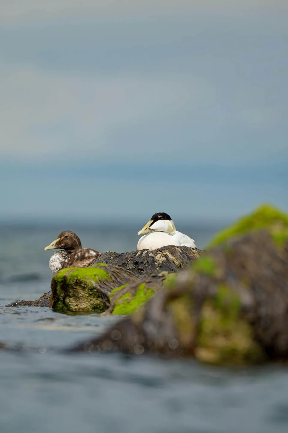 Male and female Common Eider ducks resting on seaweed-covered rocks by the Icelandic coast