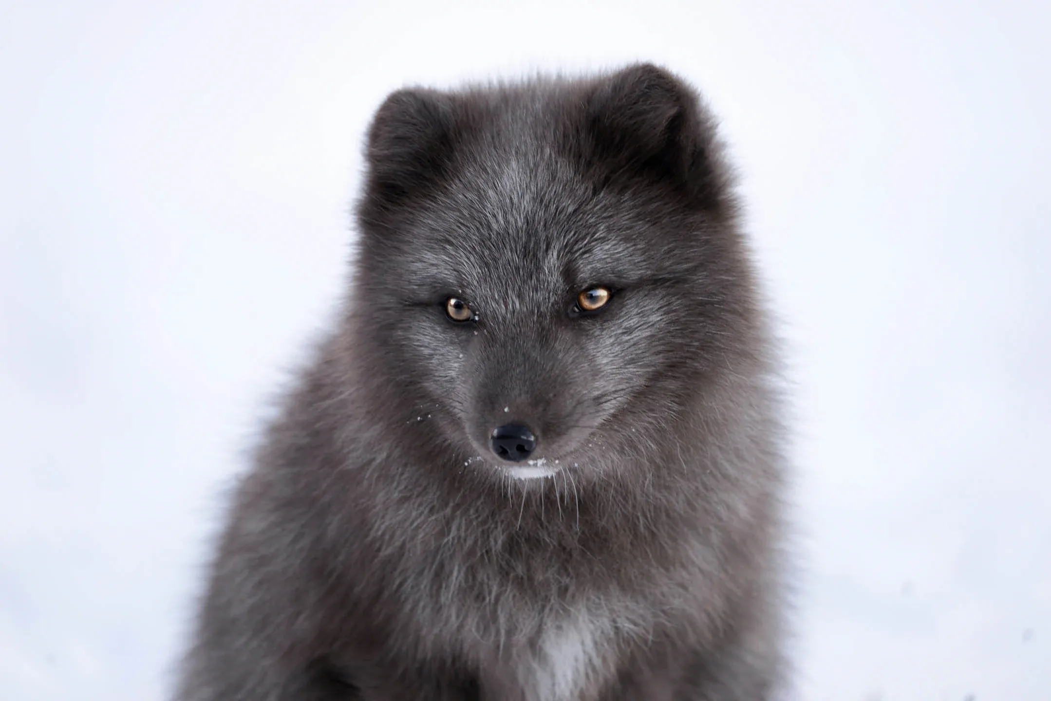 Arctic foxes in Iceland resting on a mossy hillside in the Westfjords