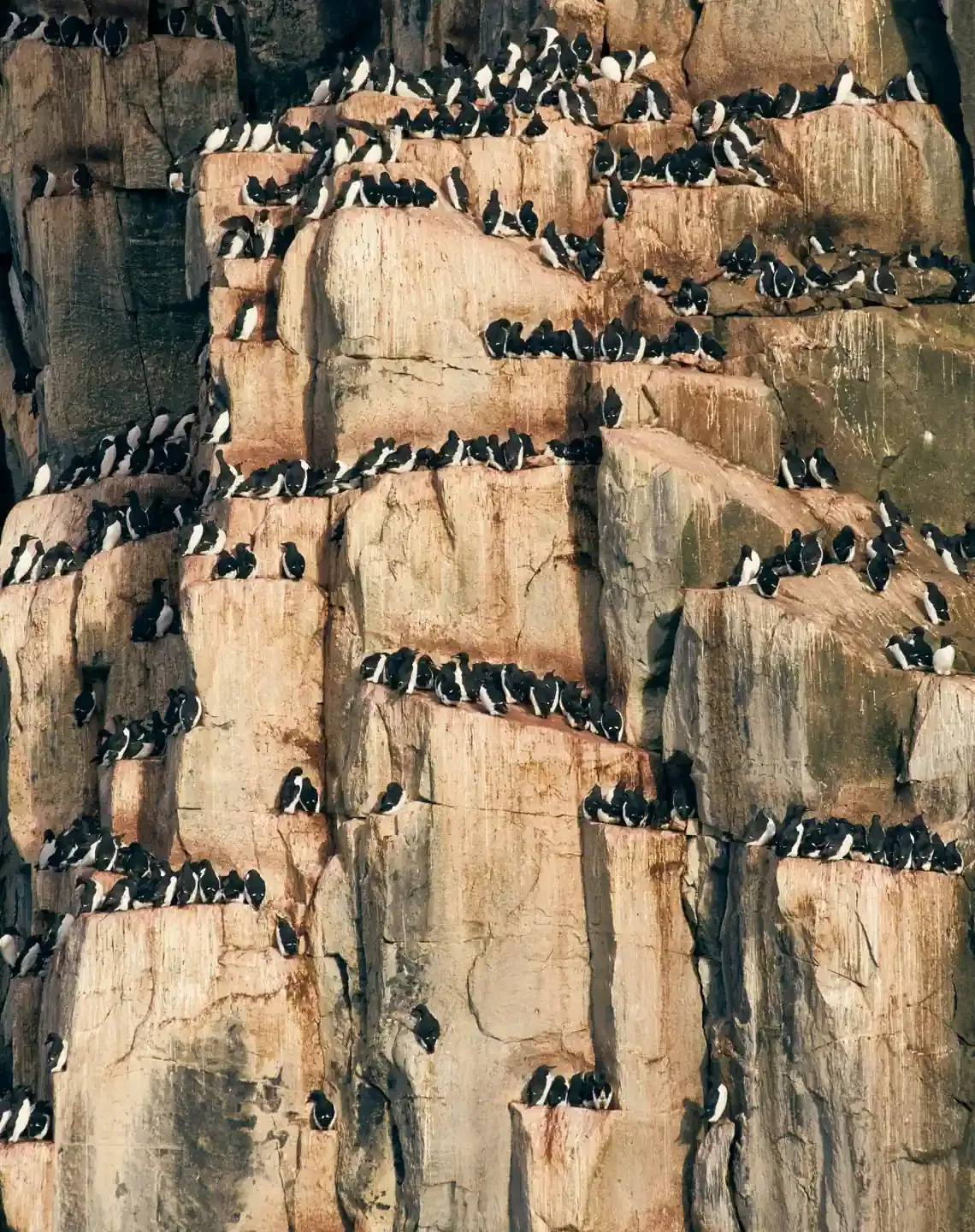 Large colony of Common Guillemots (Murres) nesting on steep rocky sea cliffs in Iceland.