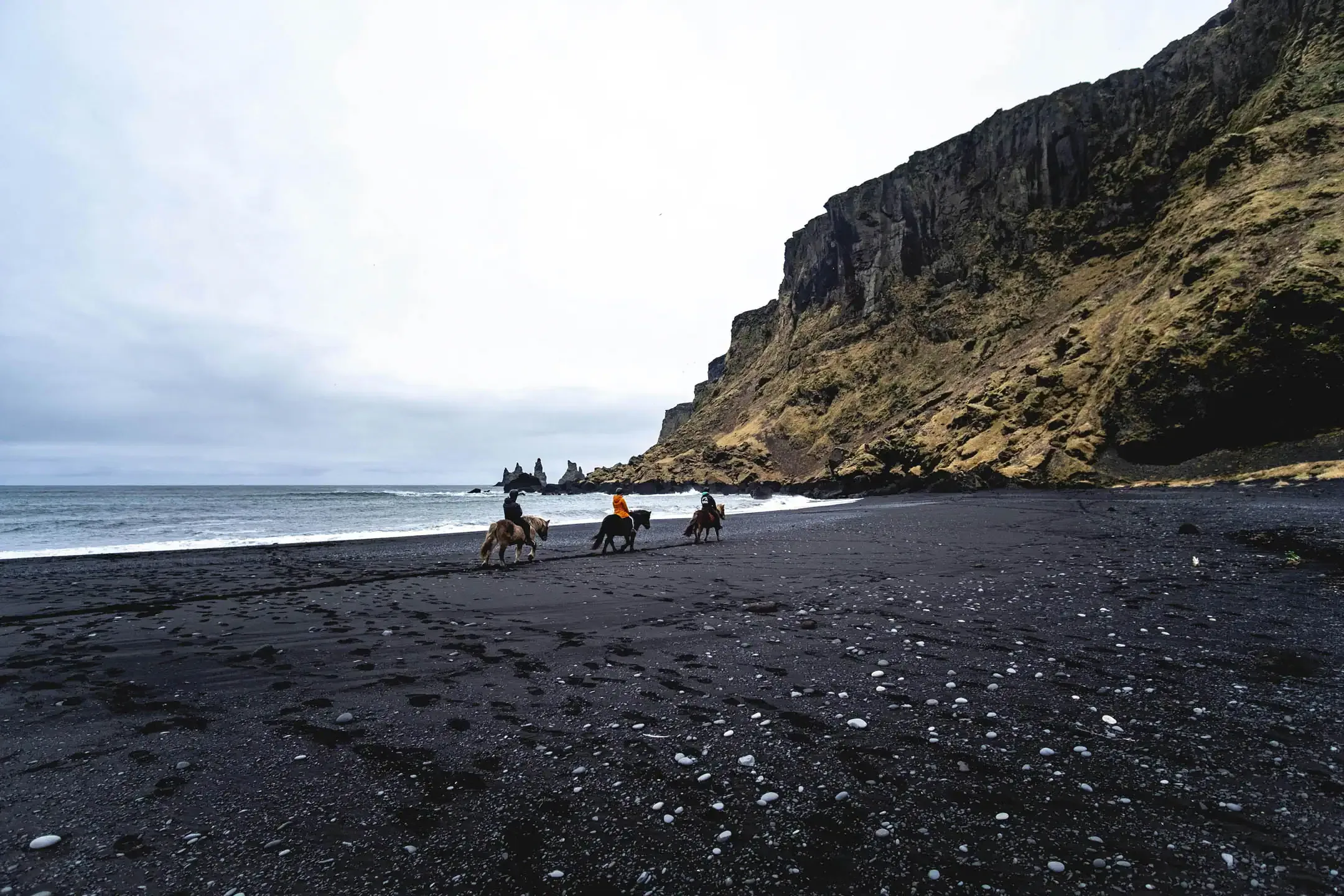 Riders on Icelandic horses traveling along a black sand beach in Iceland with cliffs and sea stacks in the background.