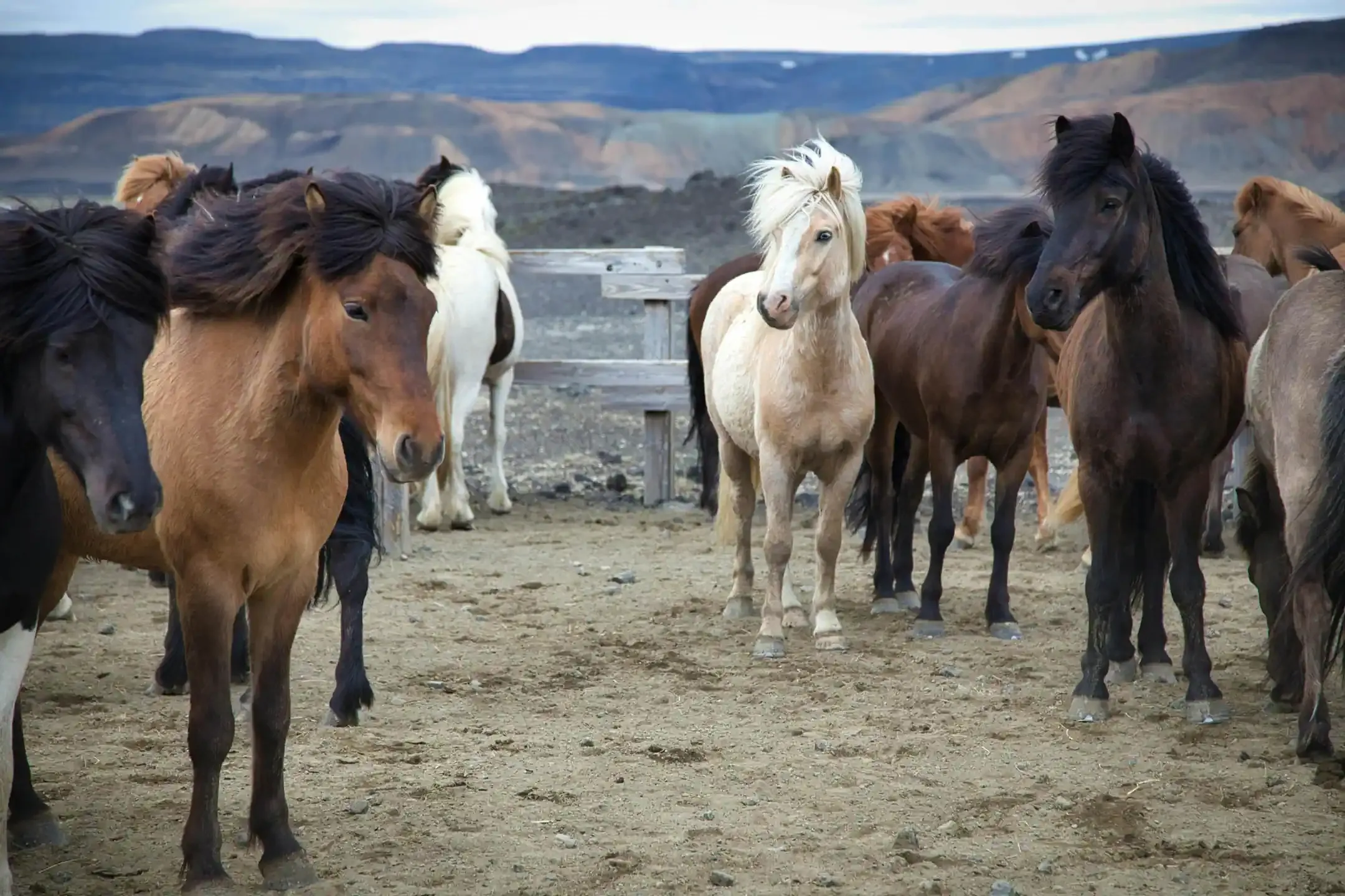 A group of Icelandic horses in various colors standing near the Icelandic highlands.