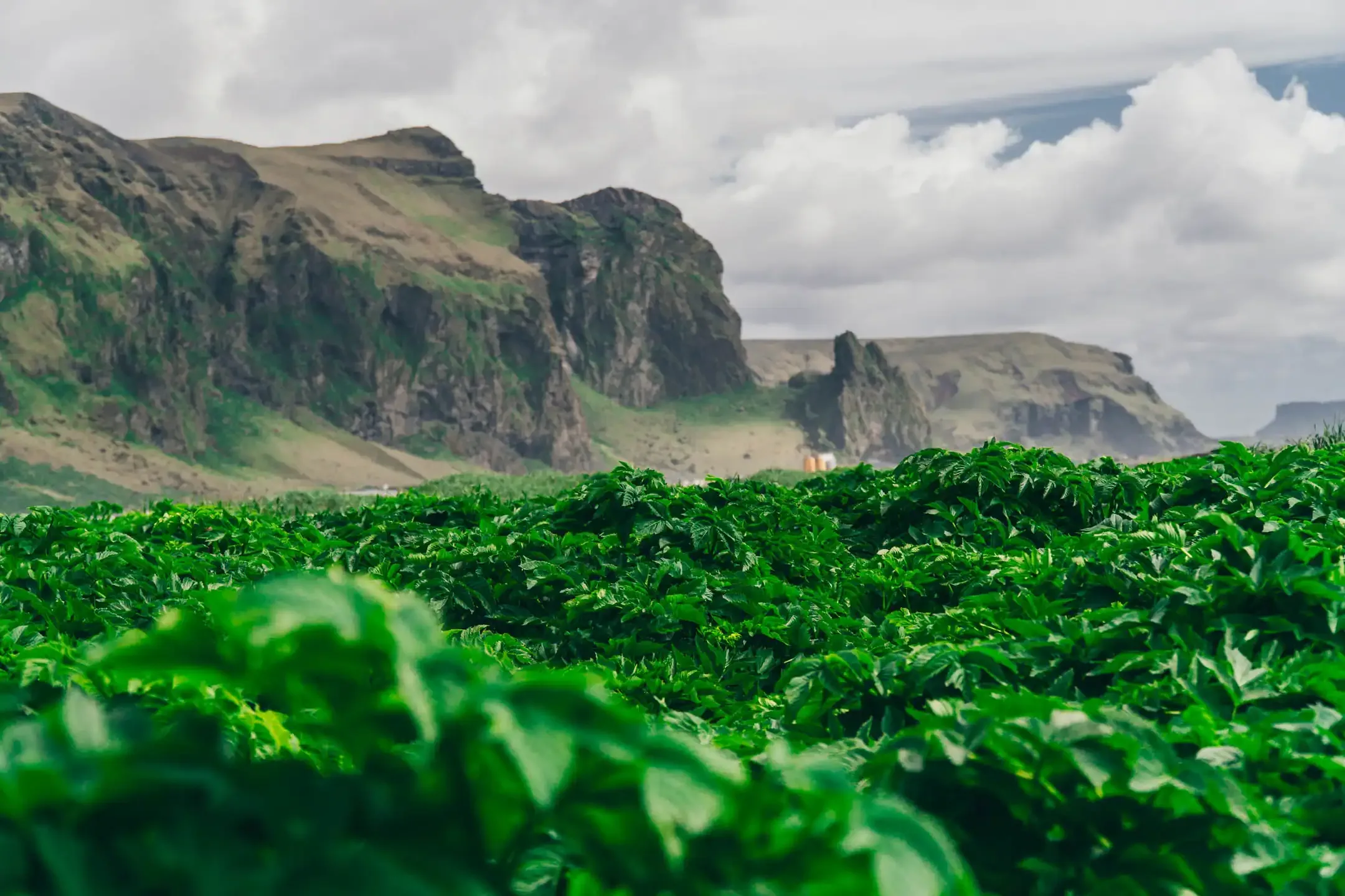 Green fields with dramatic cliffs near Vík in South Iceland during a scenic campervan road trip through volcanic landscapes