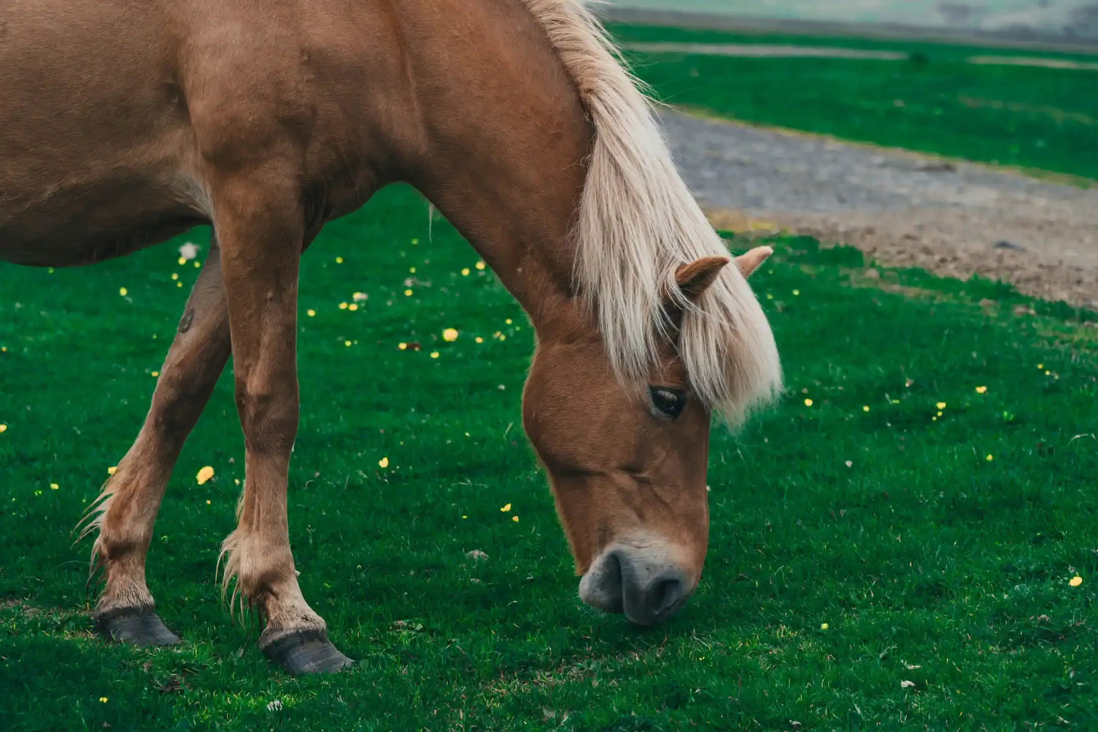 icelandic horse eating green grass south of iceland view