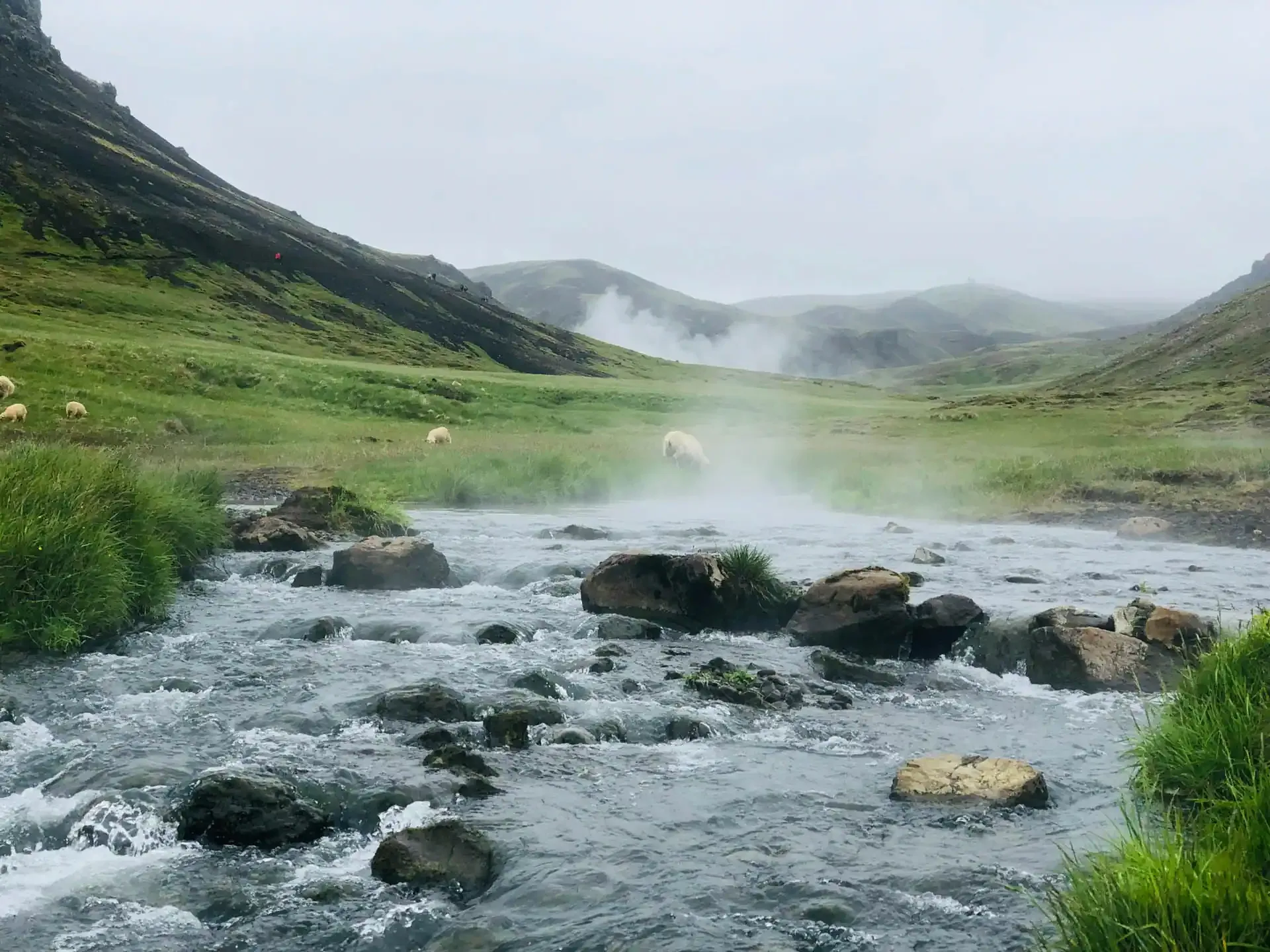 Steaming hot river in Iceland with grazing sheep in a green valley.