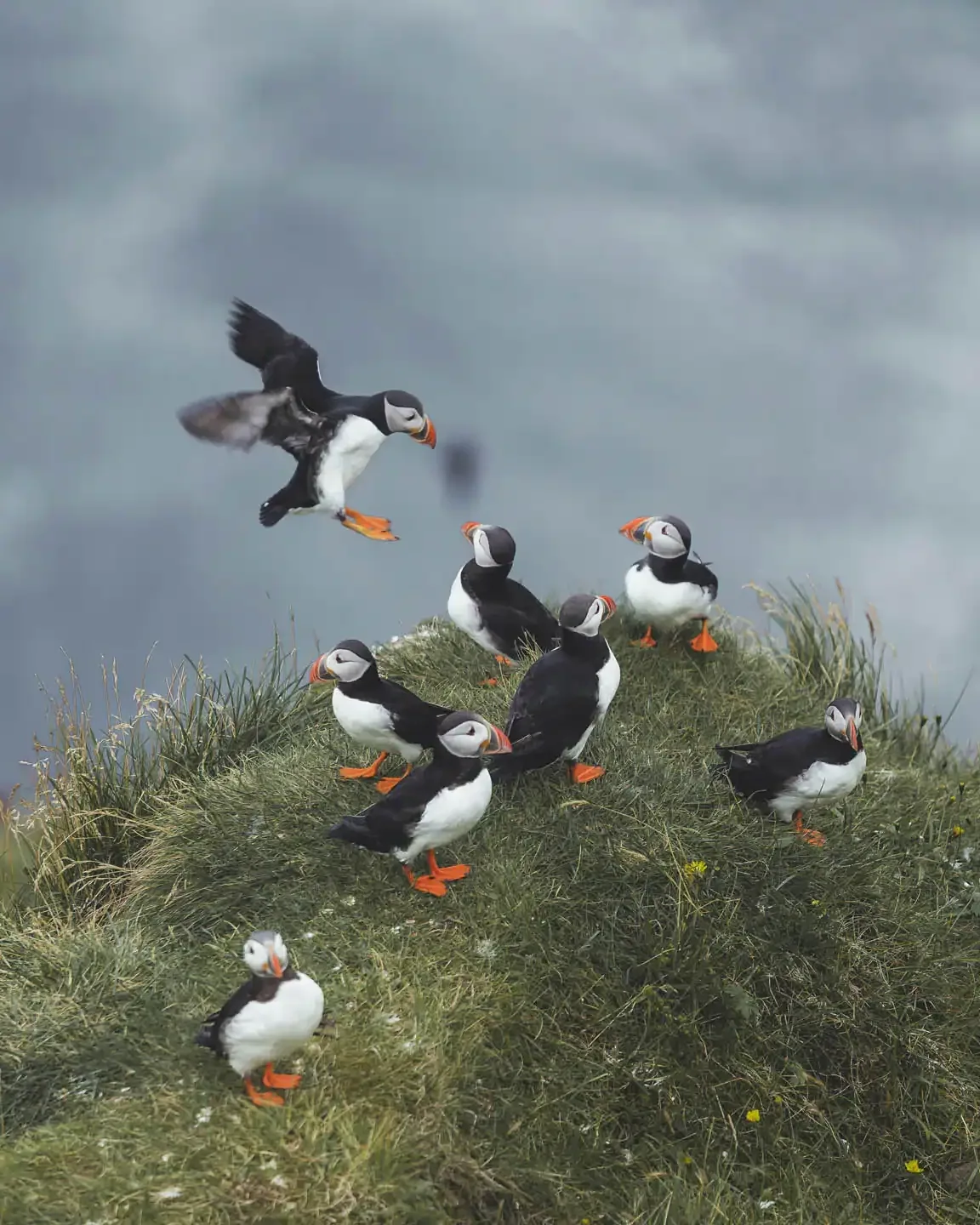 iceland puffins by the grass result
