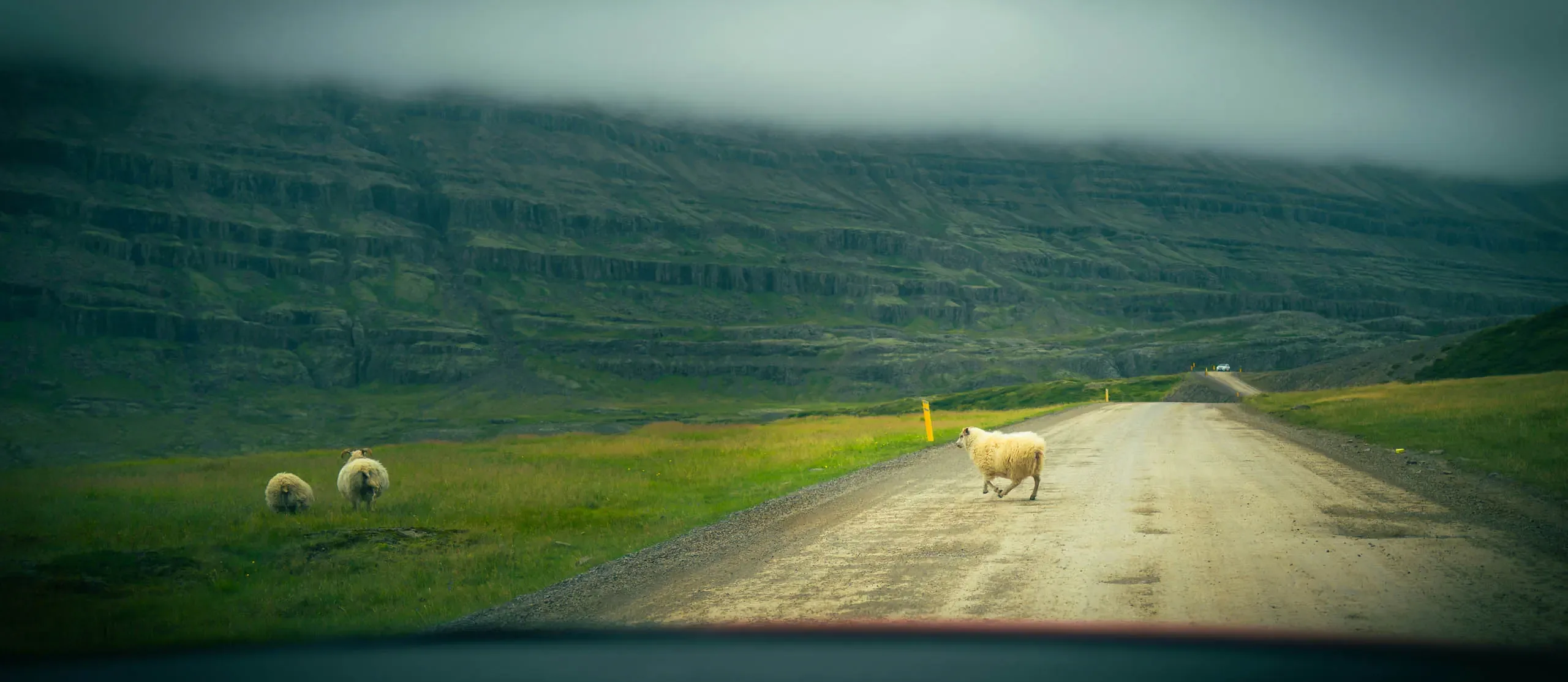 Sheep on a gravel road in Iceland, illustrating fun facts about Iceland
