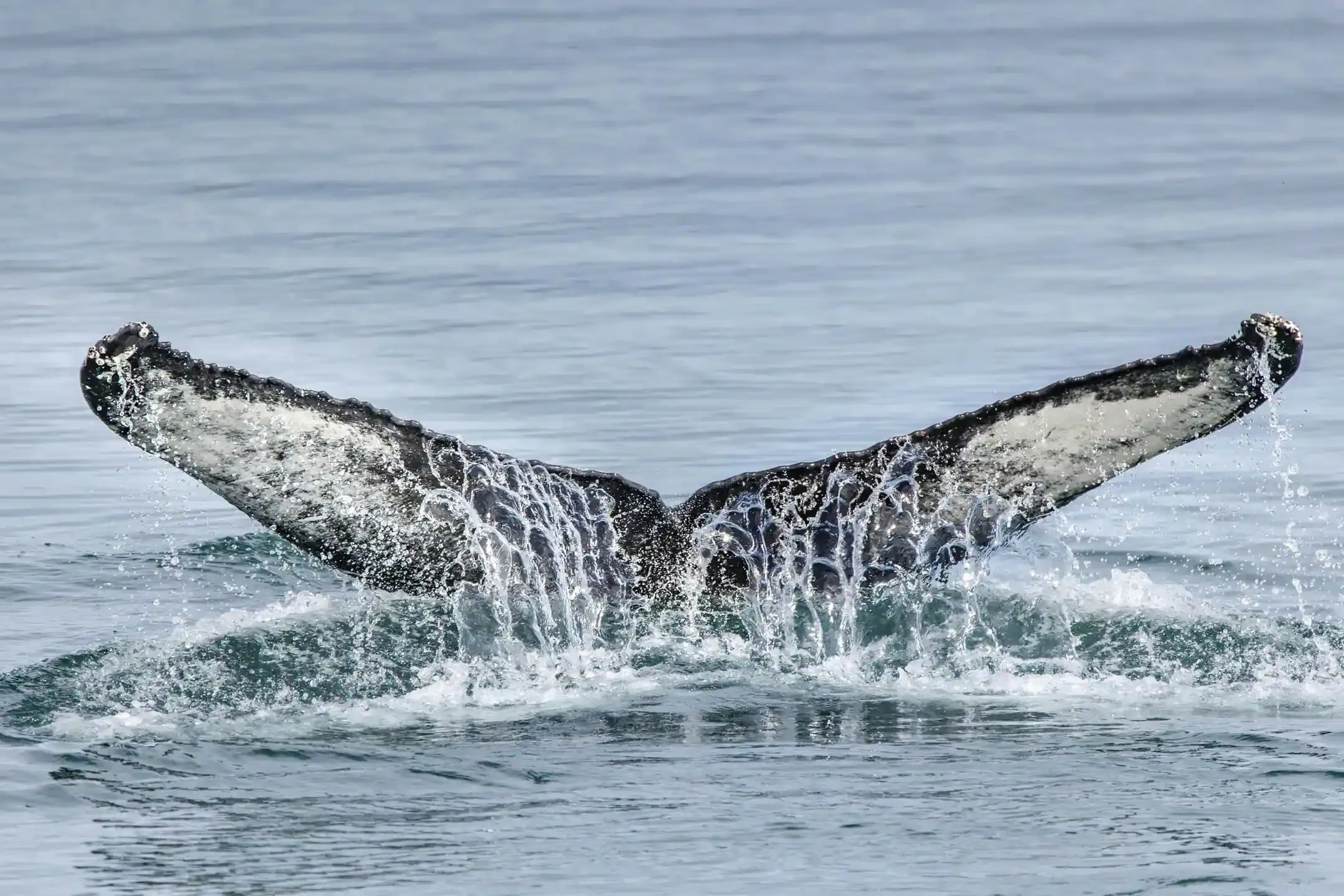 North Iceland travel guide whale watching in Husavik with humpback tail lifting above sea
