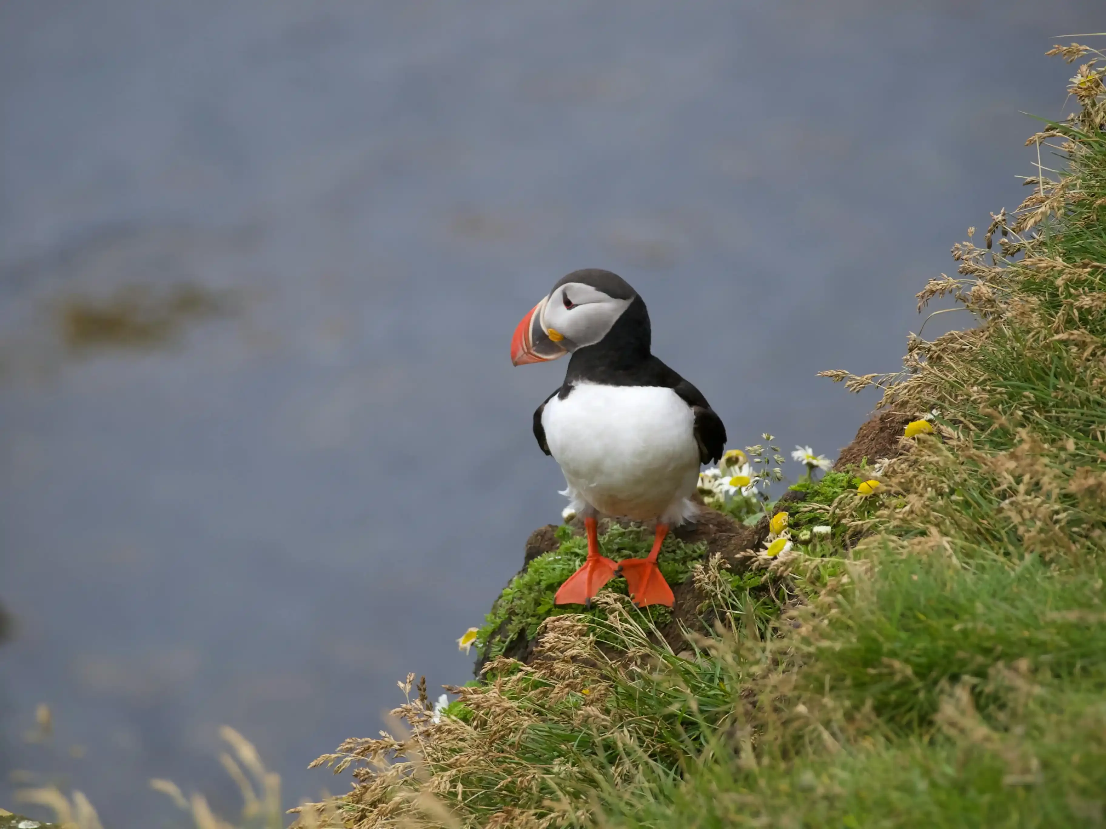 Atlantic puffin standing on a grassy sea cliff in Iceland, with orange feet and a colorful beak overlooking the ocean.