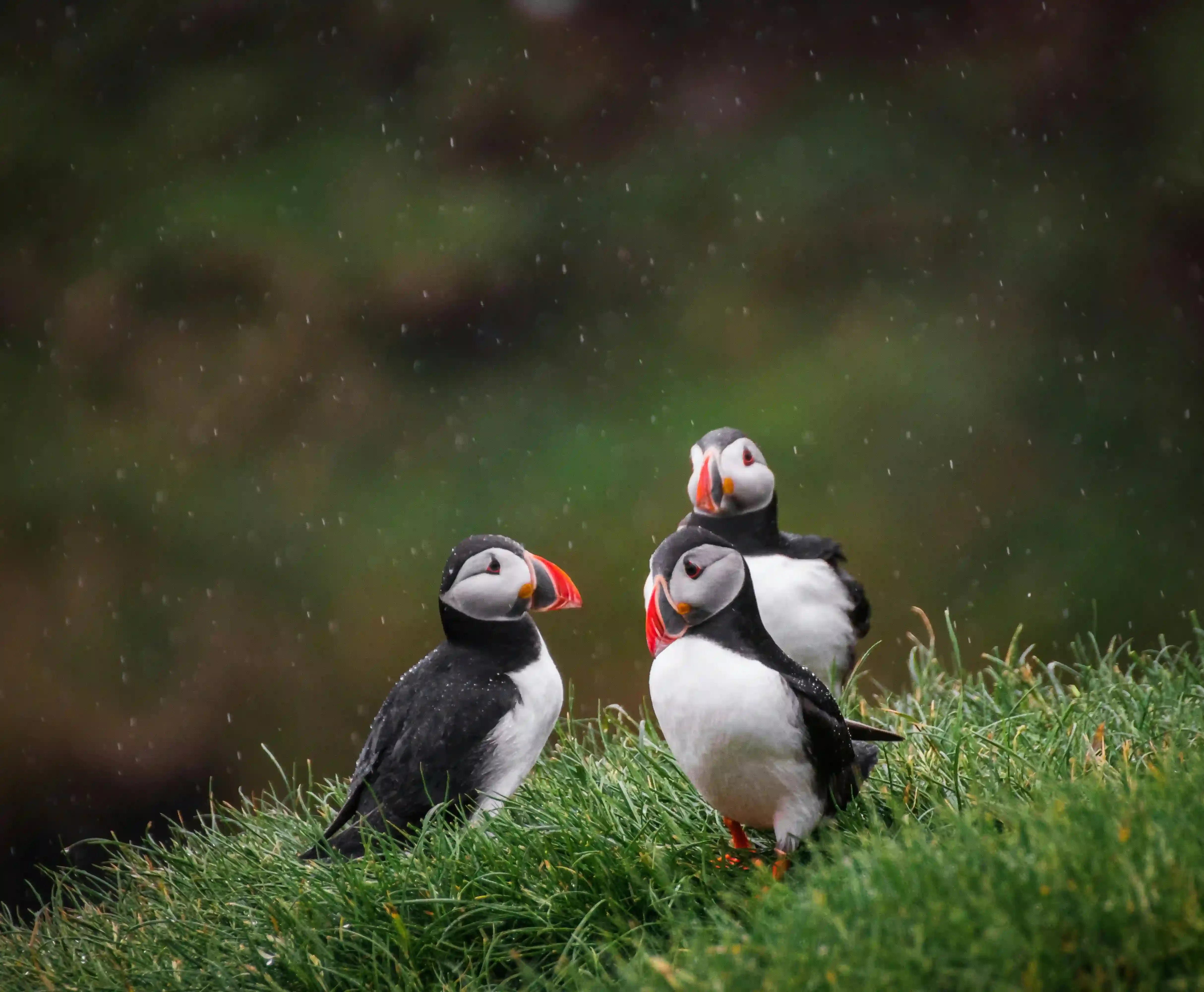 Three puffins standing on a grassy cliff in Iceland during light rain, showing bright orange beaks and black-and-white feathers.