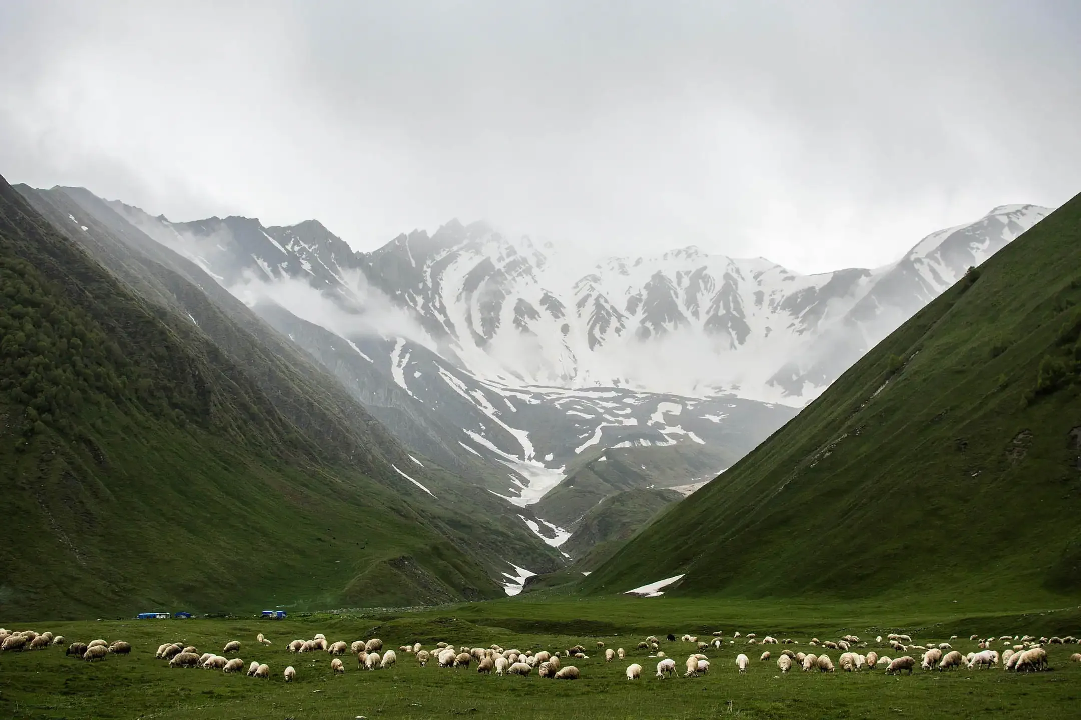 A flock of sheep grazing in a wide green valley surrounded by steep mountains with patches of snow