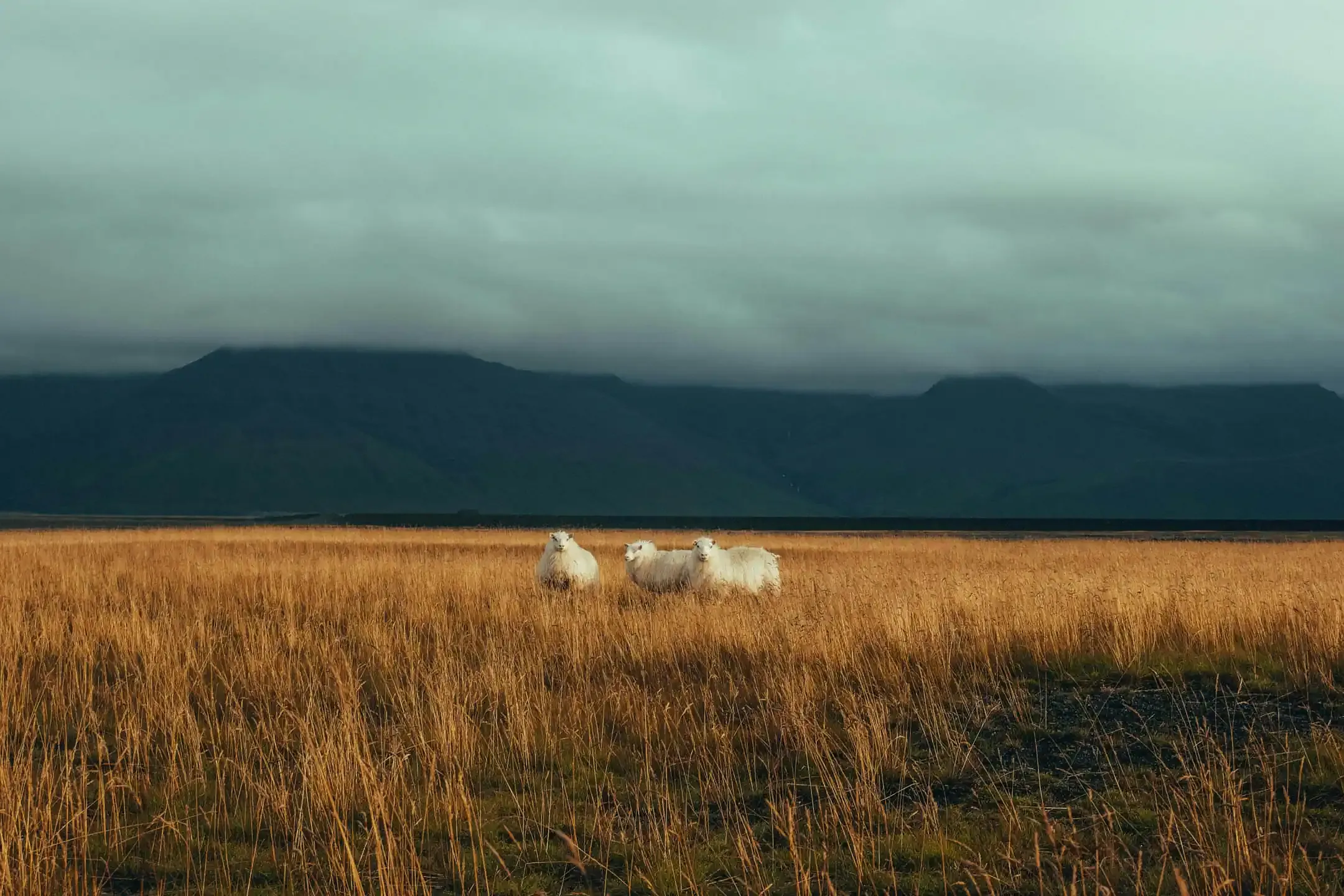 Three Icelandic sheep standing in a golden field under cloudy skies with dark mountains in the distance.