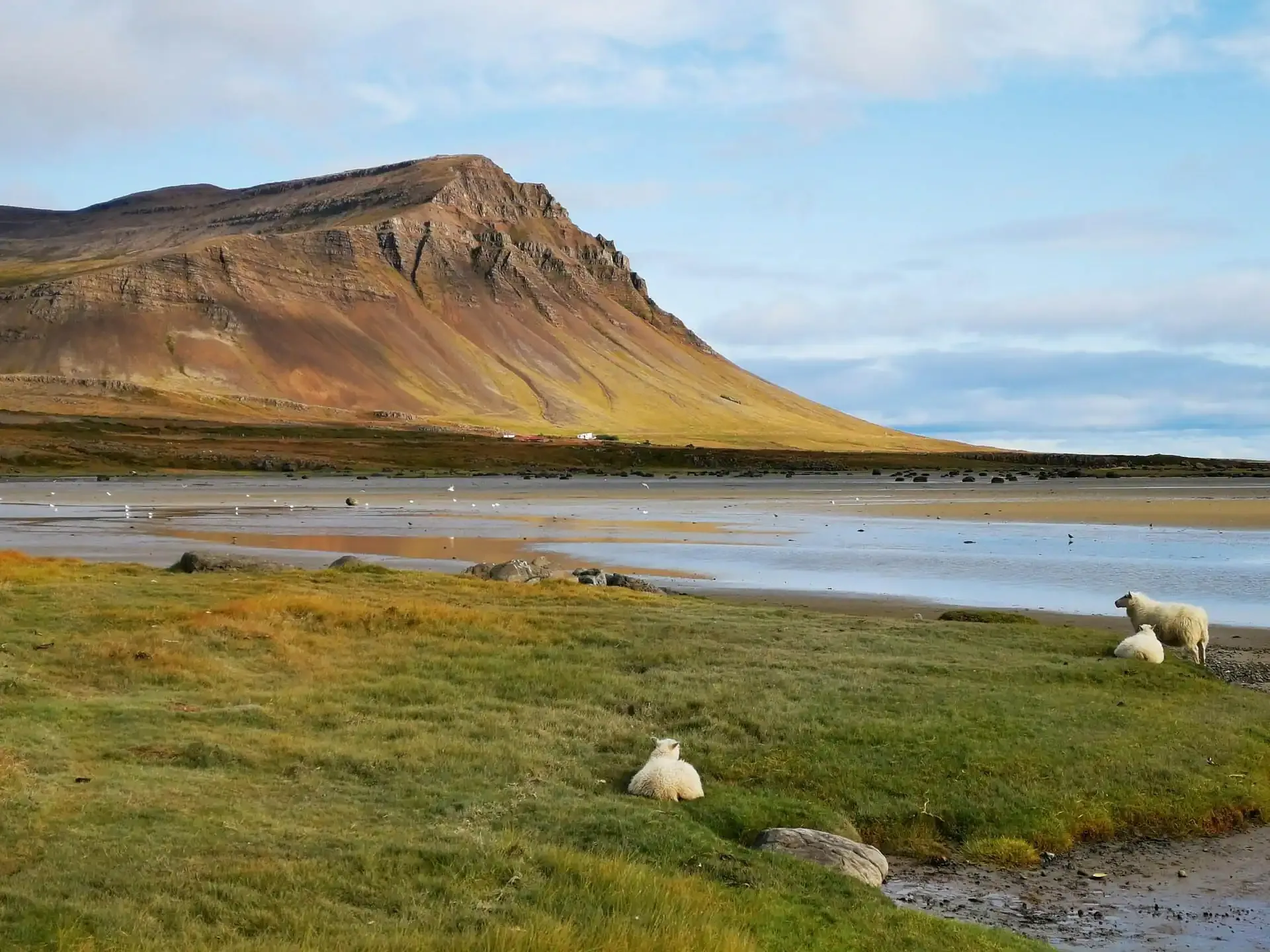Sheep grazing on grassy fields beside a tidal bay with a rugged Icelandic mountain in the background.