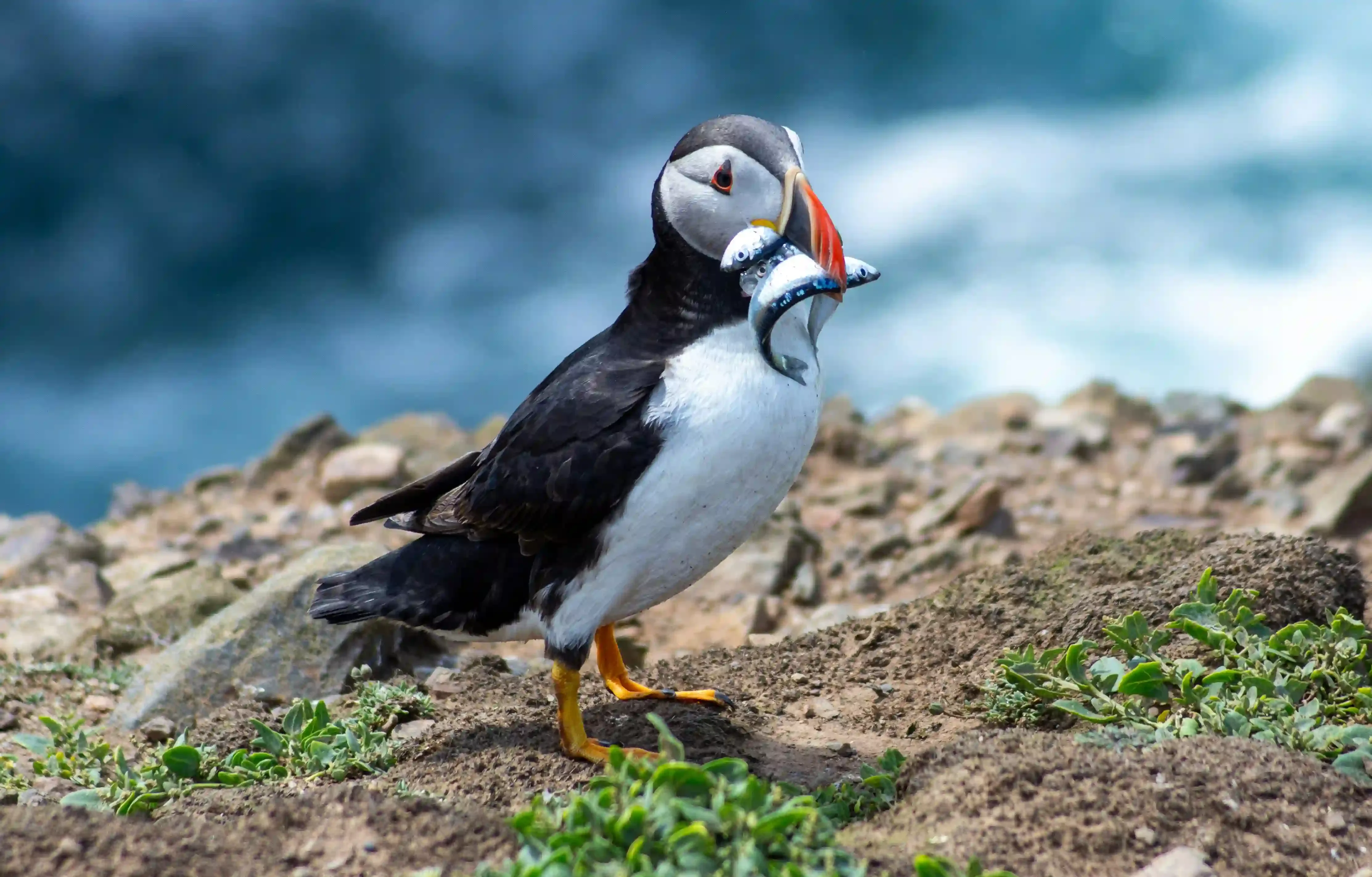Puffin standing on a rocky cliff in Iceland holding several small fish in its orange beak, with the ocean in the background.