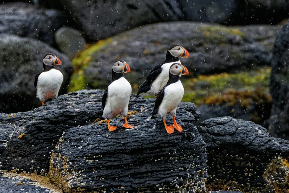 Four puffins standing on dark volcanic rocks in Iceland during light rain, with orange beaks and feet against a rugged coastal background.